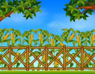 低卡路里的食物玉米田插画