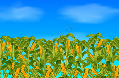 天上调遣在蓝天上生长的青绿玉米田插画
