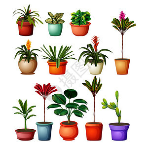 花盆里的植物图片