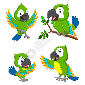 不同颜色的绿色鹦鹉图片