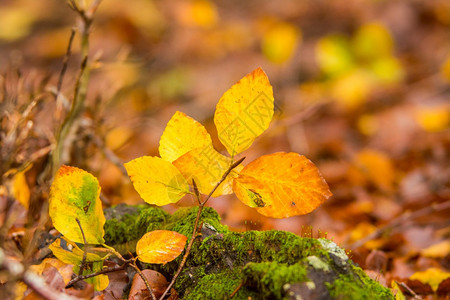 在蒙蒂西姆布鲁尼公园的叶子上拉齐奥意大利山毛林的秋色图片