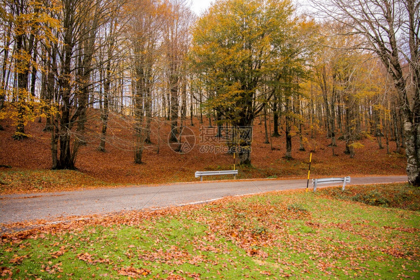 在蒙蒂辛布鲁尼公园的叶子上拉齐奥意大利一条穿过树林的公路山毛秋色有黄叶山嘴图片