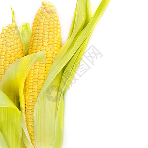 黄色大玉米白色背景上隔开的双甜玉米耳朵文本空闲间背景