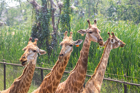 曼谷野生动物园夏天晚上在Bangko的狩猎世界动物园的长颈鹿背景