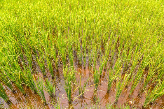 夏日稻田图片