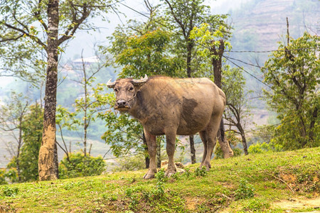 在夏日的萨巴laocivetnam水牛图片