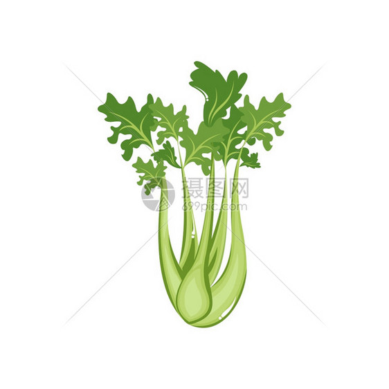 Celry蔬菜天然健康食品平板物矢量插图图片