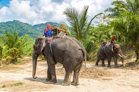 夏日乘大象在泰国丛林中游荡的客图片