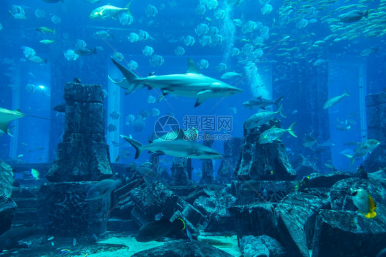 dubaieJn26018年损失的室杜拜阿特兰蒂斯旅馆大型水族阿拉伯联合酋长国图片