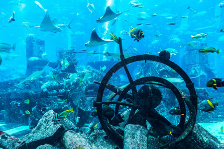 dubaieJn26018年损失的室杜拜阿特兰蒂斯旅馆大型水族阿拉伯联合酋长国图片