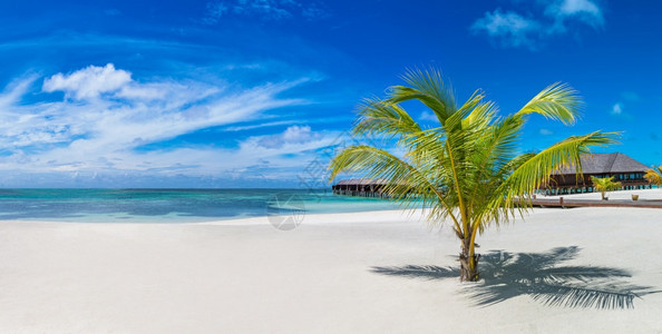 夏季日热带沙滩的棕榈树全底图片