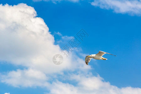 大海鸥在夏日的清空中图片