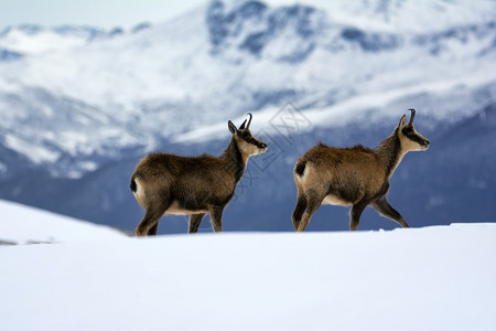 西班牙公园picosdeuropa山峰上的雪积中黑白图片