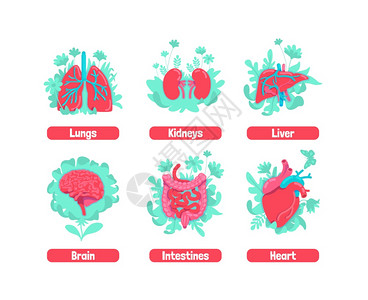 消化道大脑和心脏肾肝身体健康比喻的补救方法人体器官2d卡通物体健康内部解剖系统平板概念矢量插图身体健康比喻高清图片