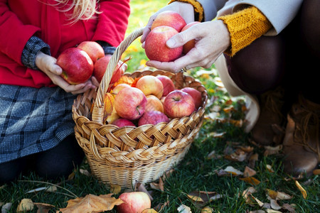 家庭收割女孩在花园的篮子附近拿着果苹在花园里放着苹果图片