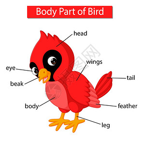 标记鸟类身体各部分的示意图图片