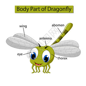 标记蜻蜓身体各部分的示意图图片