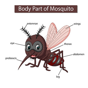 昆虫解剖标记蚊子身体各部分的示意图插画