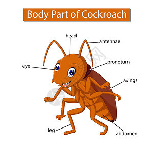 显示蟑螂身体部分的图表图片
