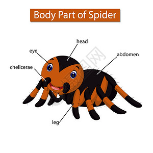 昆虫解剖标记蜘蛛身体各部分的示意图插画