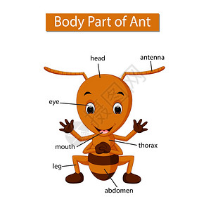 昆虫解剖标记蜘蛛身体各部分的示意图插画