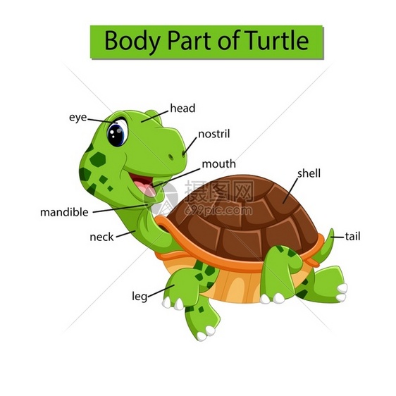 标记乌龟身体各部分的示意图图片