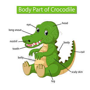 标记鳄鱼身体各部分的示意图图片