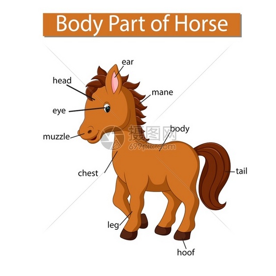 标记小马身体各部分的示意图图片