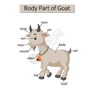 标记山羊身体各部分的示意图图片