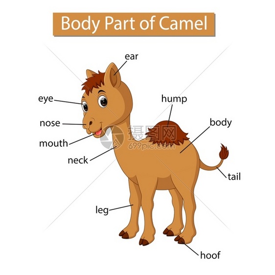 显示骆驼部分身体的图表图片