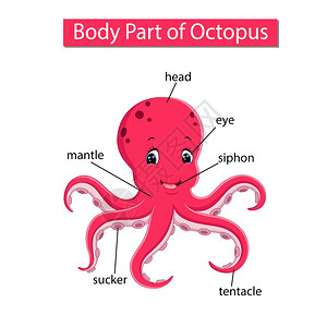 显示章鱼身体部分的图示图片