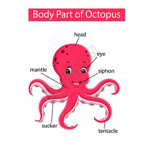 显示章鱼身体部分的图示图片