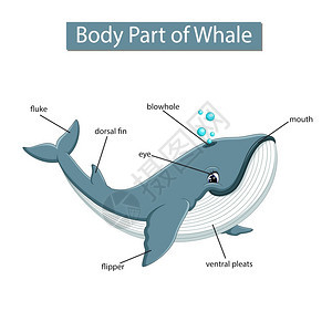 鲸鱼身体部分的图表图片