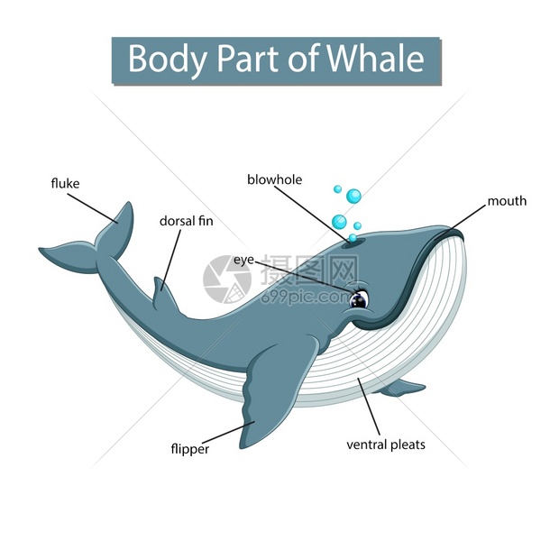 鲸鱼身体部分的图表