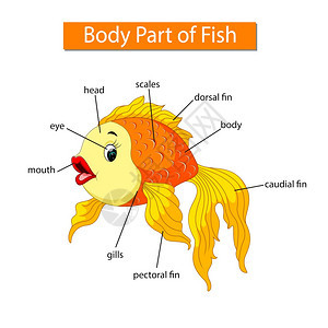 显示金鱼身体部分的图表图片