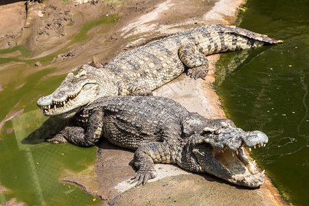 夏日在泰国的帕塔亚鳄鱼动物园图片
