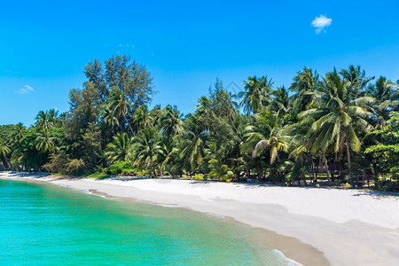 夏日在泰河沿岸的KohSamui岛有棕榈树的热带海滩图片