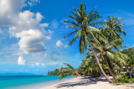 夏日在泰河沿岸的KohSamui岛有棕榈树的热带海滩图片