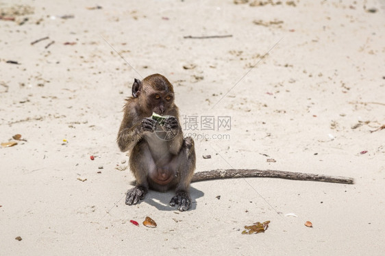 泰国科菲斐岛上的猴子吃东西图片