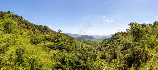 夏日泰国的热带雨林全图片