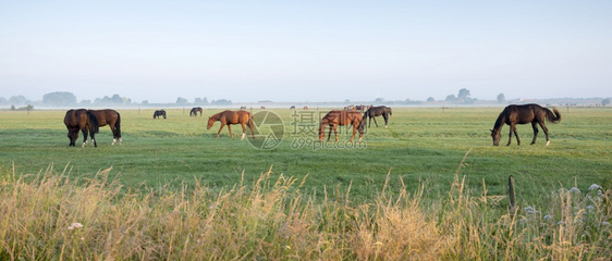 在蓝天下绿草地上原的棕色马匹温暖的清晨光照在阴原的乌特勒希附近图片