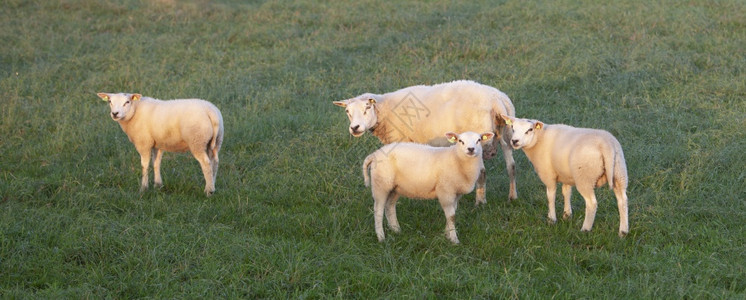 我们和三只羊羔在青草地上温暖的清晨光照着我们图片