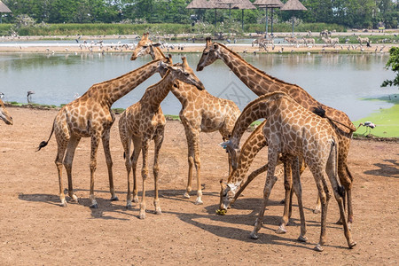 夏天晚上在Bangko的狩猎世界动物园的长颈鹿图片