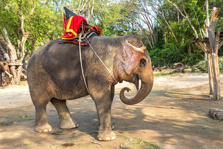 大象在夏日泰国的帕塔亚图片