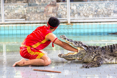 夏天在泰国的帕塔亚鳄鱼秀图片