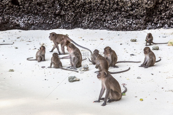 泰国科菲斐岛上的猴群图片