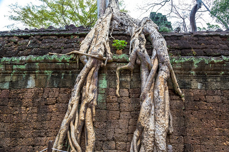 塔普罗姆寺庙的废墟是夏日Cambodi的夏日Semsar的复杂Agkorwat古寺图片