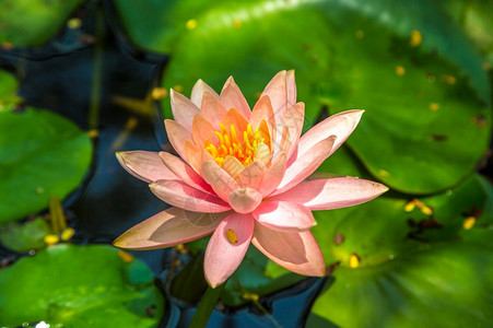 粉水美丽的单粉莲花池塘里有绿叶背景