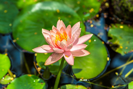 美丽的单粉莲花池塘里有绿叶图片