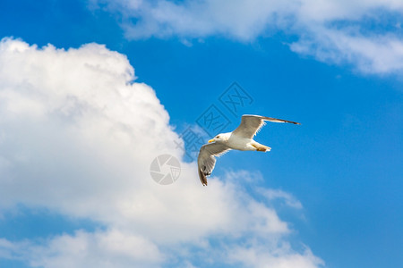 大海鸥在夏日的清空中图片